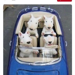 Meet your Posher, Cesar